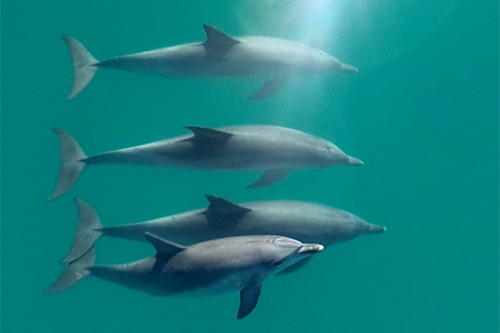 A male trio of dolphins swim with a female.